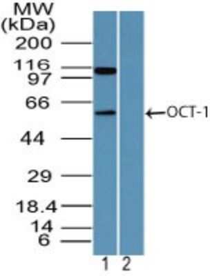 Western Blot: OCT1 Antibody [NBP2-24677]