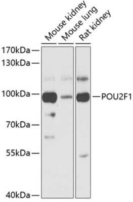 Western Blot: OCT1 AntibodyBSA Free [NBP2-92720]