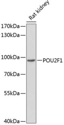 Western Blot: OCT1 AntibodyBSA Free [NBP2-92761]