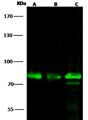 Western Blot: OCT1 Antibody [NBP3-05865]