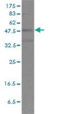 Western Blot: POU2F2 Antibody (3E3-6F9) [H00005452-M01]