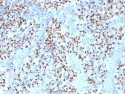 Immunohistochemistry-Paraffin: OCT2 Antibody (Oct2/2136) - Azide and BSA Free [NBP2-75733]