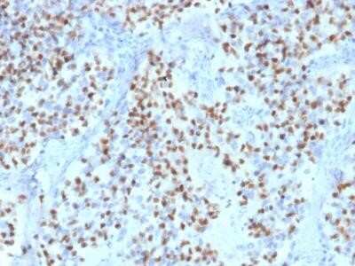 Immunohistochemistry-Paraffin: POU2F2 Antibody (Oct2/2136) [NBP2-75732]