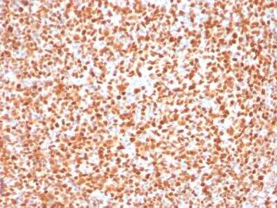 Immunohistochemistry-Paraffin: POU2F2 Antibody (OCT2/2137) - Azide and BSA Free [NBP2-75735]