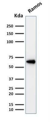 Western Blot: POU2F2 Antibody (OCT2/2137)Azide and BSA Free [NBP2-75735]