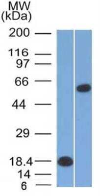 Western Blot: POU2F2 Antibody (OCT2/2137)Azide and BSA Free [NBP2-75735]