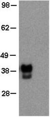 Western Blot: Oct-3/4 Antibody (EM92) [NBP2-00352]