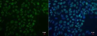 Immunocytochemistry/ Immunofluorescence: OCT4 Antibody (486) [NBP2-15052]