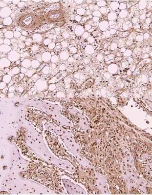 Immunohistochemistry-Paraffin: OCT4 Antibody (486) [NBP2-15052]
