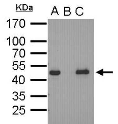 Immunoprecipitation: OCT4 Antibody (486) [NBP2-15052]