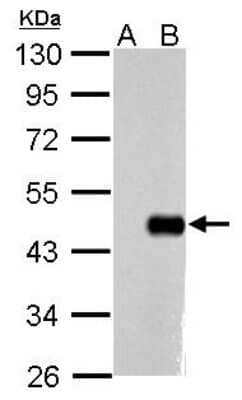 Western Blot: OCT4 Antibody (486) [NBP2-15052]