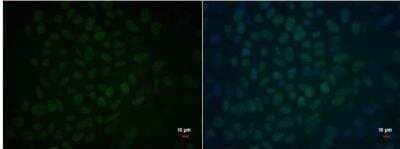 Immunocytochemistry/ Immunofluorescence: OCT4 Antibody (735) [NBP2-15051]