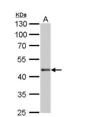 Western Blot: OCT4 Antibody (735) [NBP2-15051]