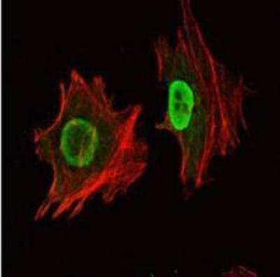 Immunocytochemistry/ Immunofluorescence: OCT4 Antibody (7E7) [NBP1-51664]