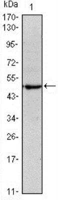 Western Blot: OCT4 Antibody (7E7) [NBP1-51664]