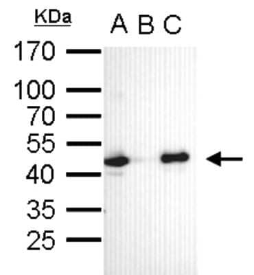 Western Blot: OCT4 Antibody (735) [NBP2-15051]
