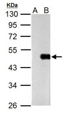 Western Blot: OCT4 Antibody (735) [NBP2-15051]