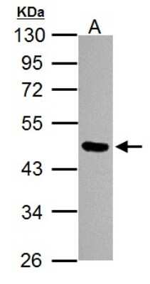 Western Blot: OCT4 Antibody (735) [NBP2-15051]
