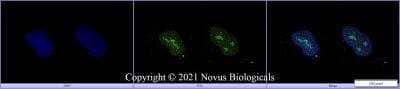 Immunocytochemistry/ Immunofluorescence: OCT4 Antibody - BSA Free [NB100-2379]