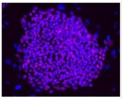 Immunocytochemistry/ Immunofluorescence: OCT4 Antibody [NBP2-15053]
