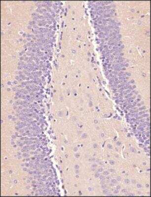 Immunohistochemistry-Paraffin: OCT4 Antibody - BSA Free [NB100-2379]