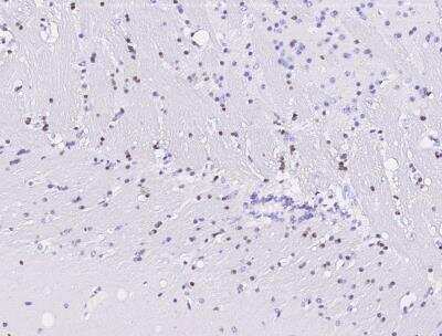 Immunohistochemistry-Paraffin: OCT4 Antibody [NBP3-05836]