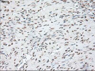 Immunohistochemistry: OCT4 Antibody (OTI9B7) - Azide and BSA Free [NBP2-71225]
