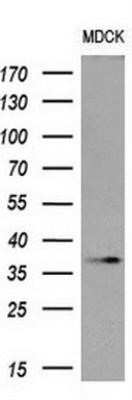 Western Blot: OCT4 Antibody (OTI9B7)Azide and BSA Free [NBP2-71225]