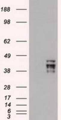 Western Blot: OCT4 Antibody (OTI9B7)Azide and BSA Free [NBP2-71225]