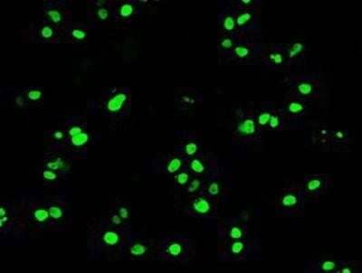 Immunocytochemistry/ Immunofluorescence: OCT4 Antibody (OTI9B7) [NBP1-47923]