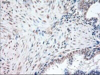 Immunohistochemistry-Paraffin: OCT4 Antibody (OTI9B7) [NBP1-47923]