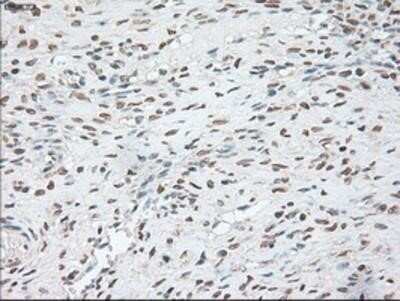 Immunohistochemistry-Paraffin: OCT4 Antibody (OTI9B7) [NBP1-47923]