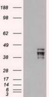Western Blot: OCT4 Antibody (OTI9B7) [NBP1-47923]