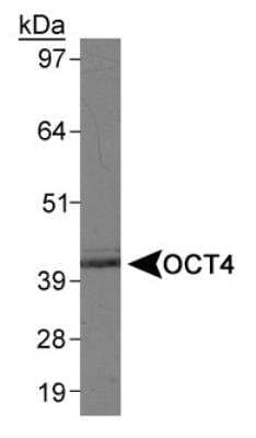 Western Blot: OCT4 AntibodyBSA Free [NB100-2379]