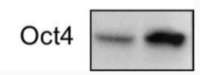 Western Blot: OCT4 AntibodyBSA Free [NB100-2379]