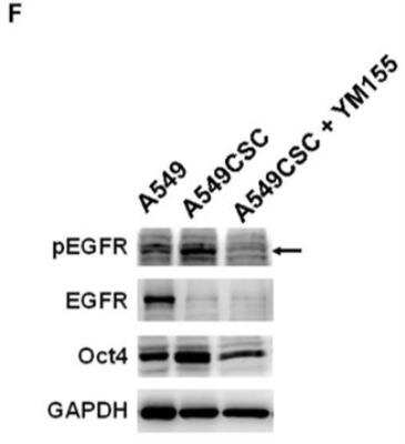 Western Blot: OCT4 AntibodyBSA Free [NB100-2379]