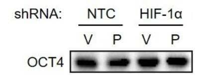 Western Blot: OCT4 AntibodyBSA Free [NB100-2379]