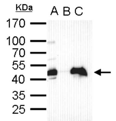 Western Blot: OCT4 Antibody [NBP2-15053]