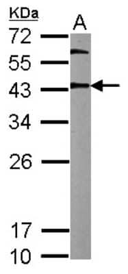 Western Blot: OCT4 Antibody [NBP2-15053]