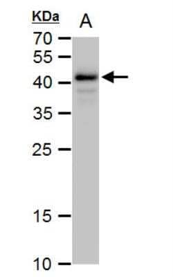 Western Blot: OCT4 Antibody [NBP2-15053]