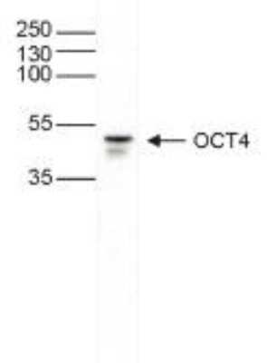 Western Blot: OCT4 Antibody [NBP2-59164]