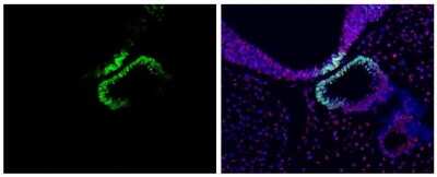 Immunohistochemistry-Paraffin: OCT6 Antibody [NBP3-13349]
