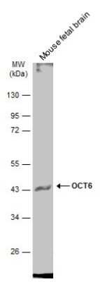 Western Blot: OCT6 Antibody [NBP3-13349]