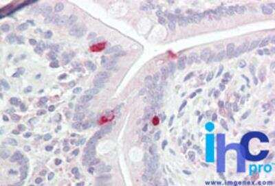 Immunohistochemistry-Paraffin: POU3F2/OCT7 Antibody [NBP2-24658]