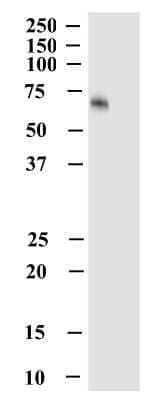 Western Blot: OCTN1/SLC22A4 Antibody (2D3) [H00006583-M01]