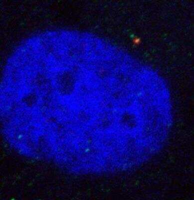 Immunocytochemistry/ Immunofluorescence: ODF2 Antibody (1A1) [H00004957-M01]
