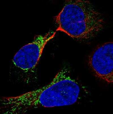 Immunocytochemistry/ Immunofluorescence: ODF2L Antibody [NBP1-82920]