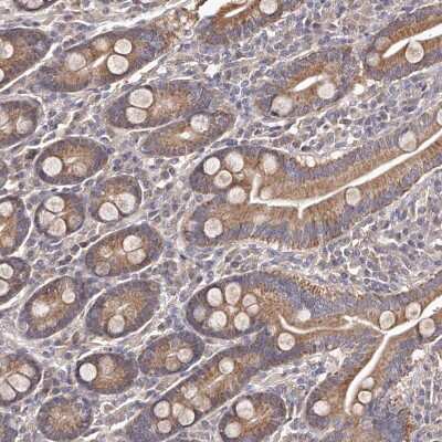 Immunohistochemistry-Paraffin: ODF2L Antibody [NBP1-82920]