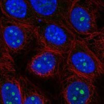 Immunocytochemistry/ Immunofluorescence: ODF3L2 Antibody [NBP3-17406]