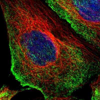 Immunocytochemistry/ Immunofluorescence: ODR4/TTG1 Antibody [NBP1-82177]